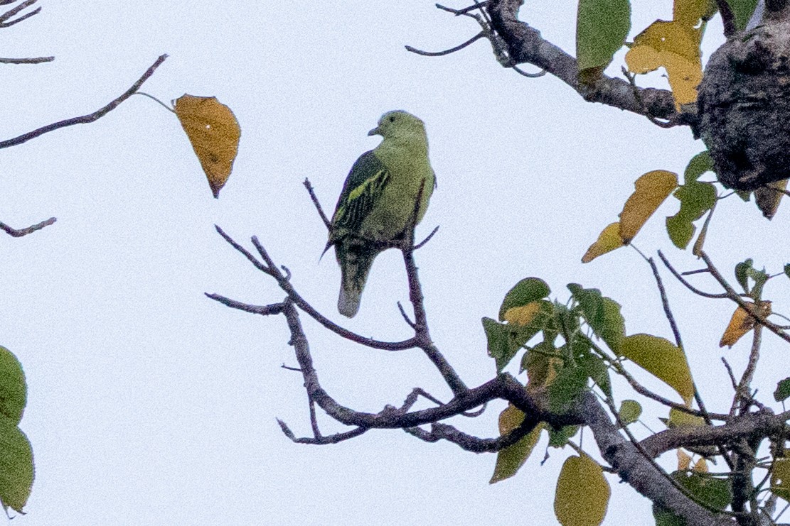 Andaman Green-Pigeon - ML638704286
