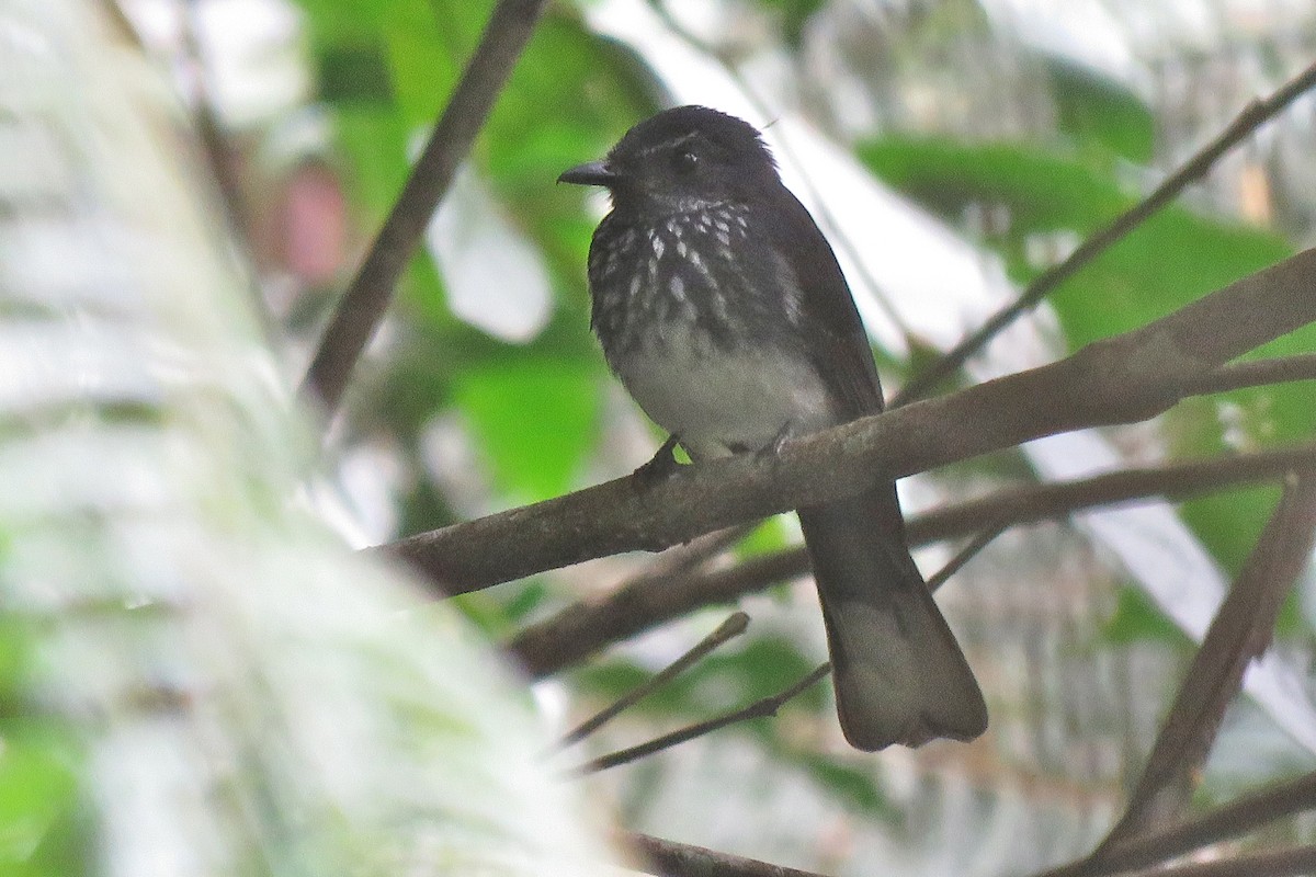 Spotted Fantail - ML638704336