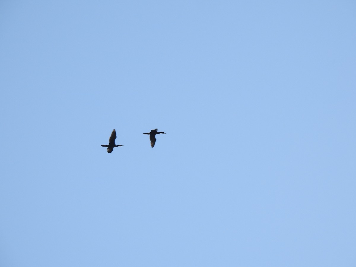 Little Black Cormorant - ML638704357