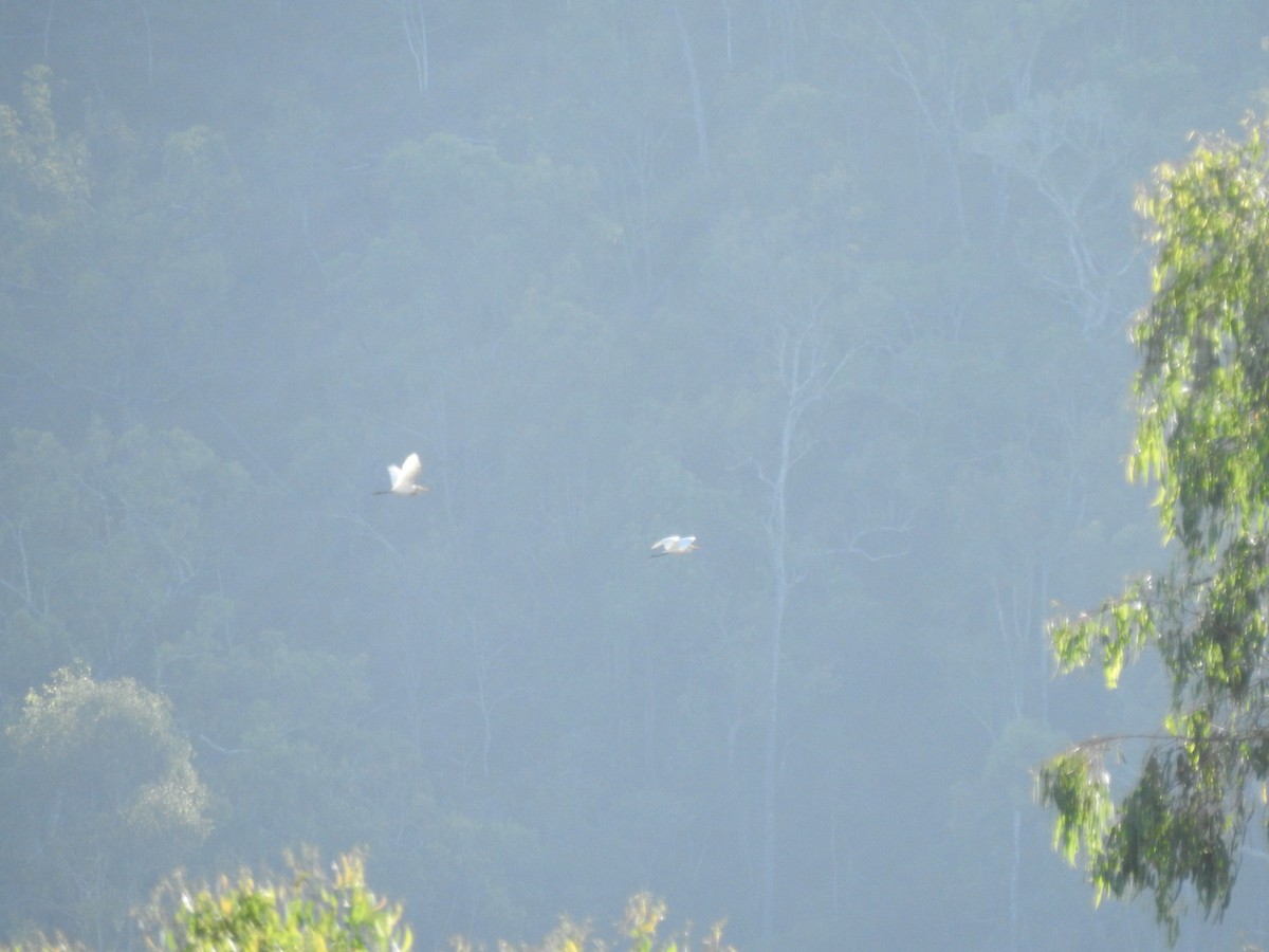 Eastern Cattle-Egret - ML638704358