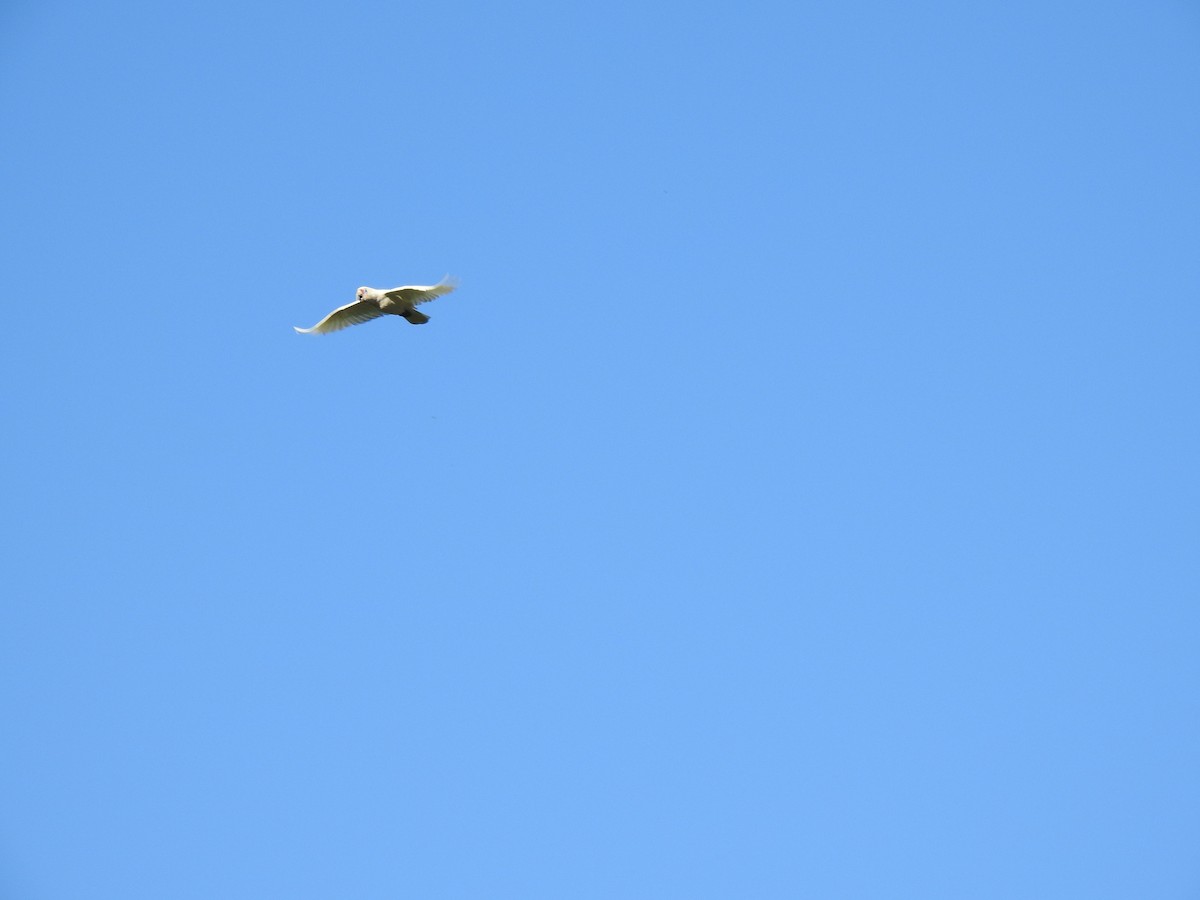 Little Corella - ML638704363