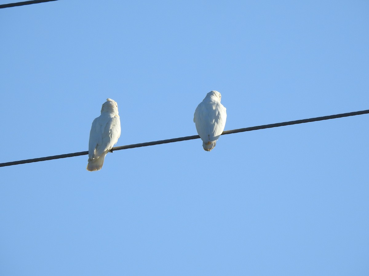 Little Corella - ML638704364