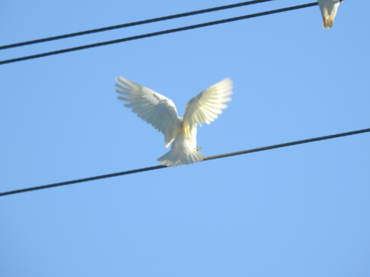 Little Corella - ML638704365