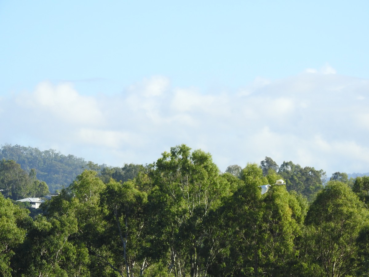Little Corella - ML638704367