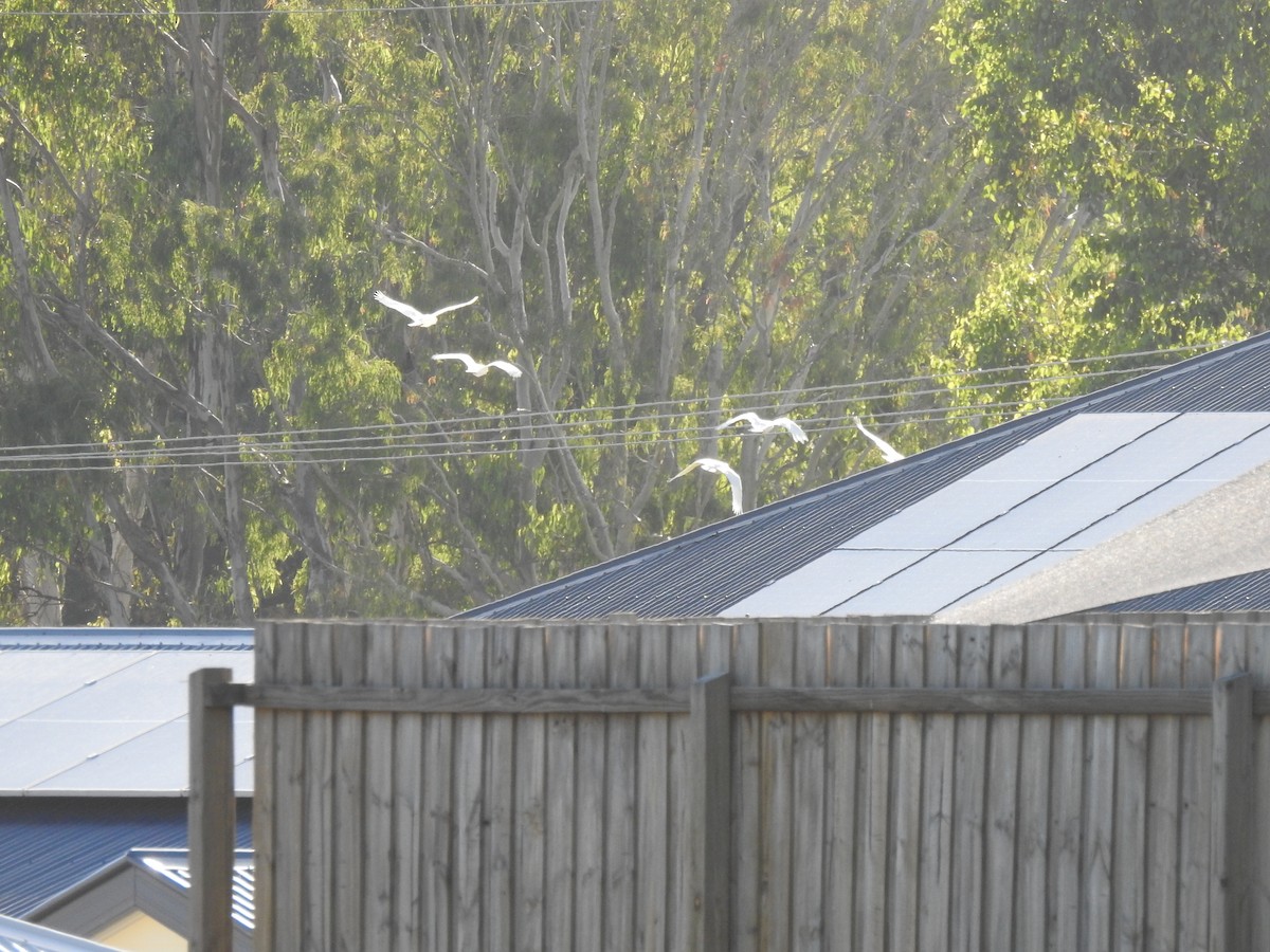 Little Corella - ML638704368