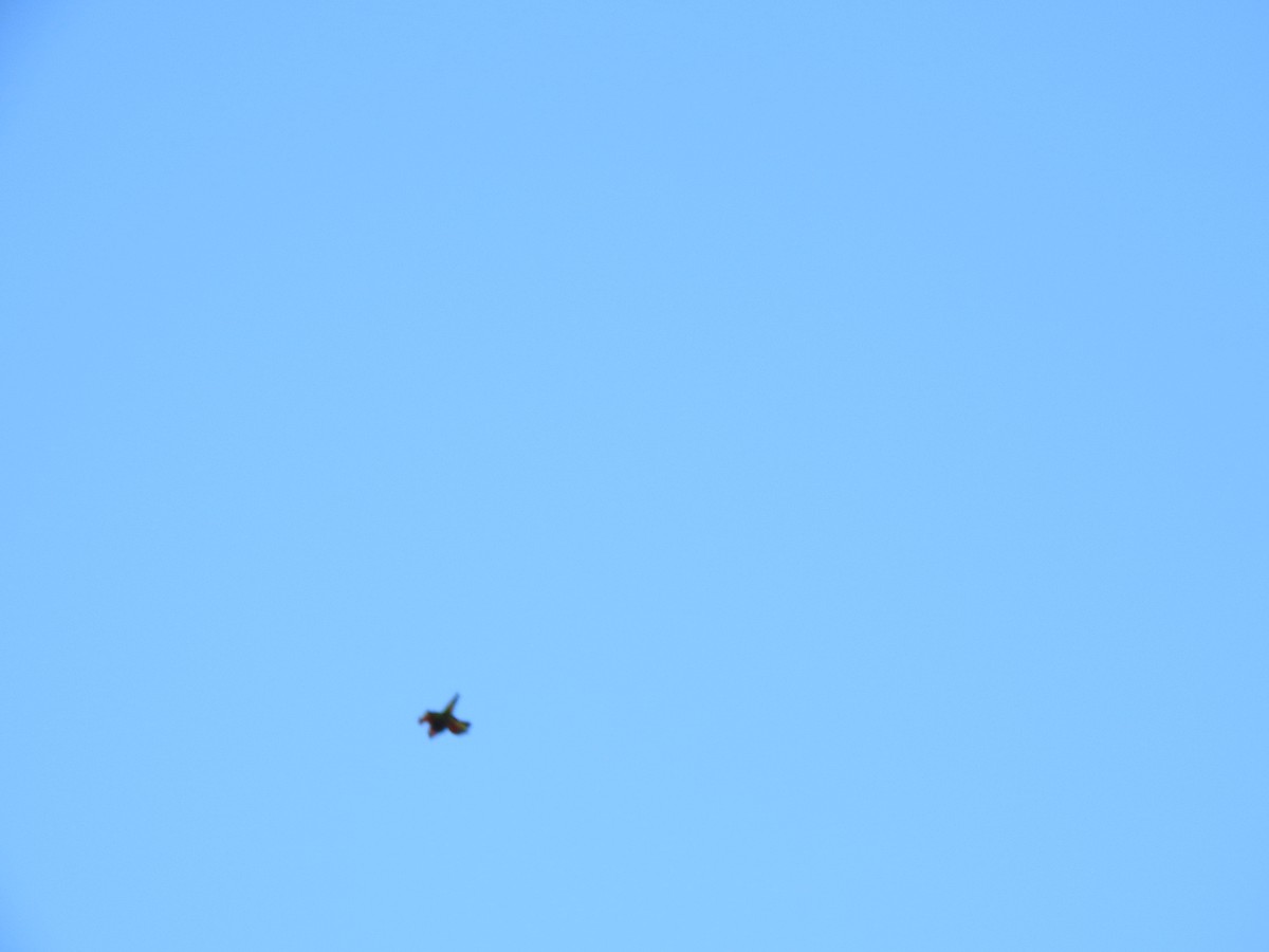 Rainbow Lorikeet - ML638704375