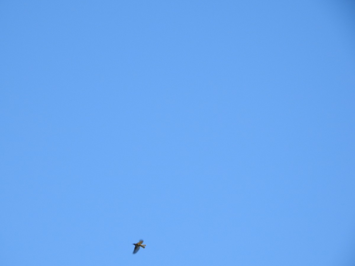 Brown Honeyeater - ML638704382