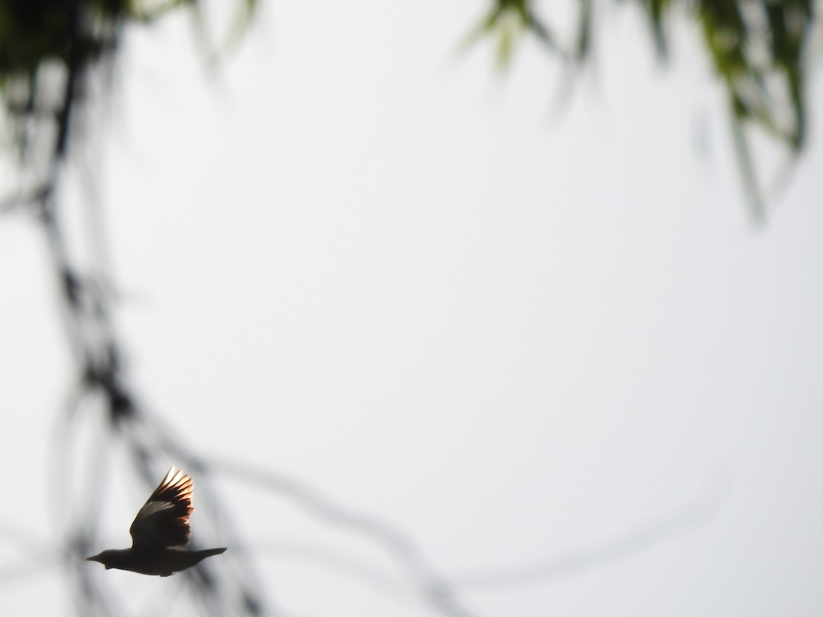 Australian Magpie - ML638704388
