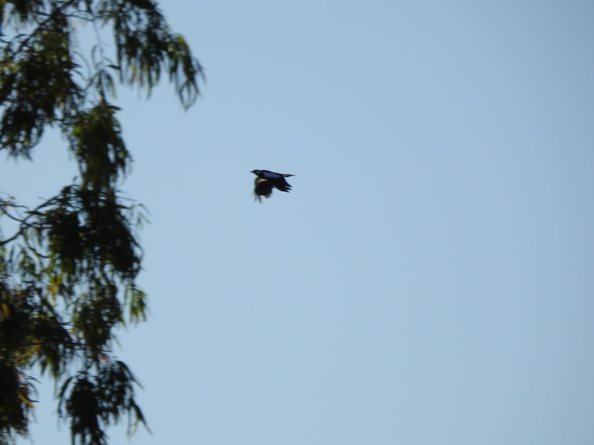 Magpie-lark - ML638704397
