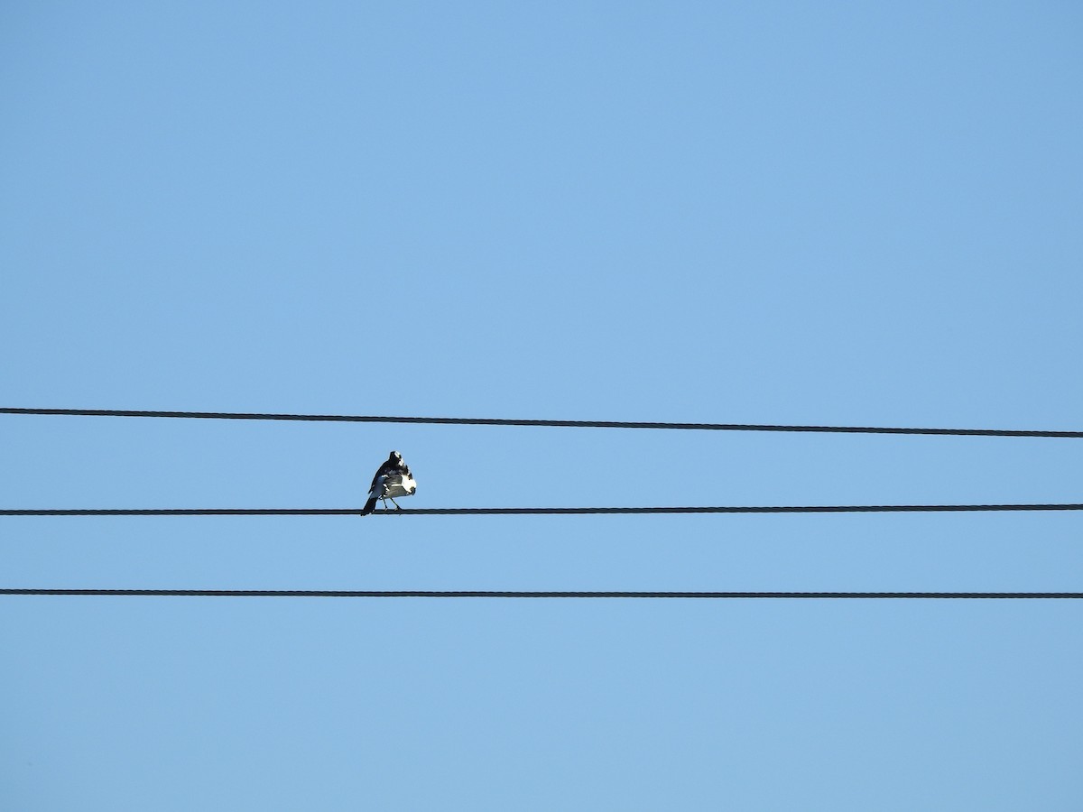 Magpie-lark - ML638704398