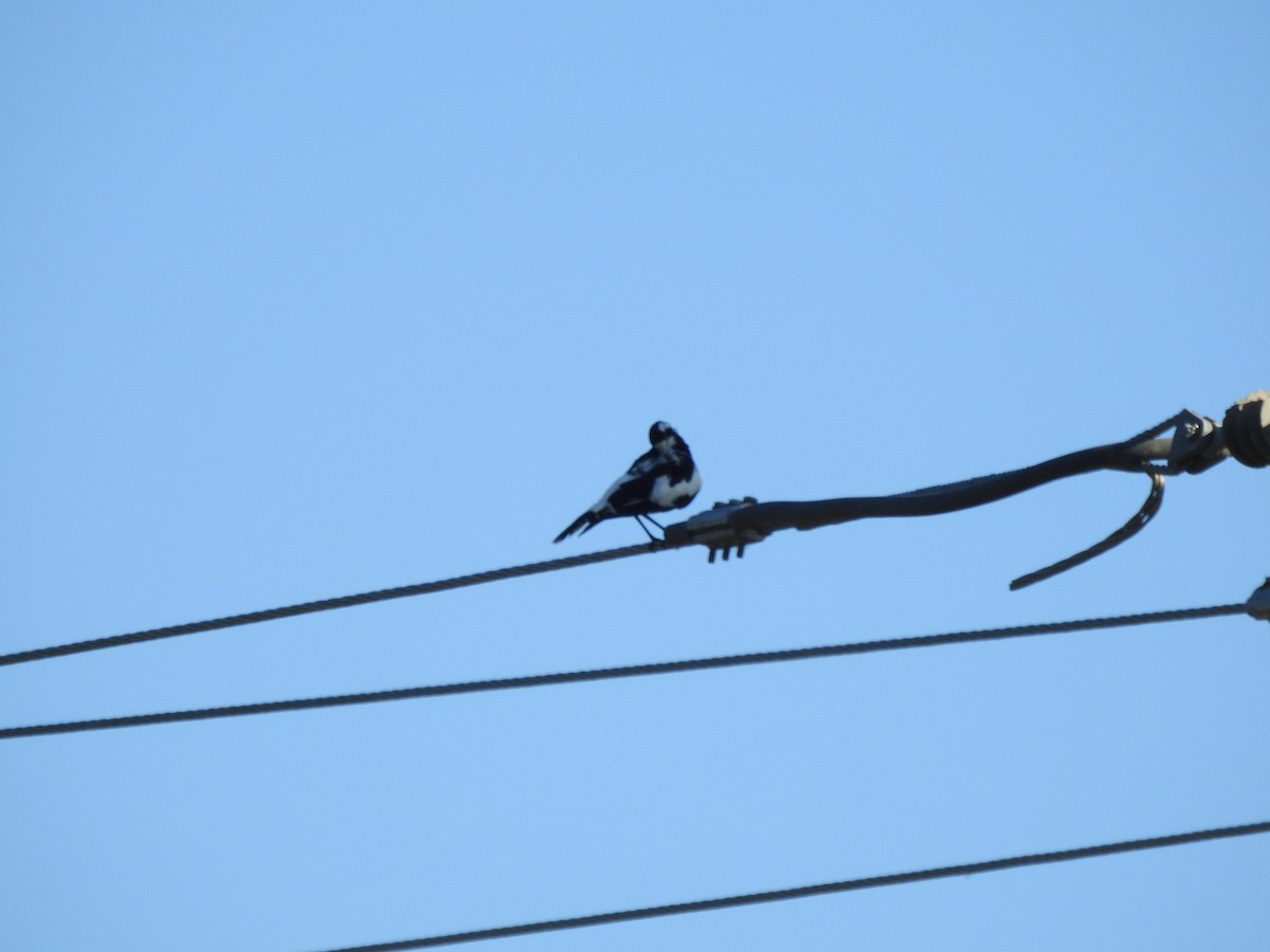 Magpie-lark - ML638704399