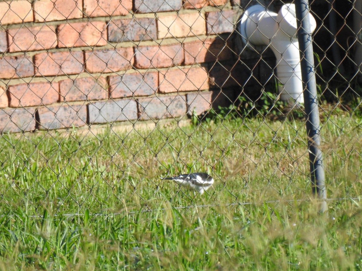 Magpie-lark - ML638704401