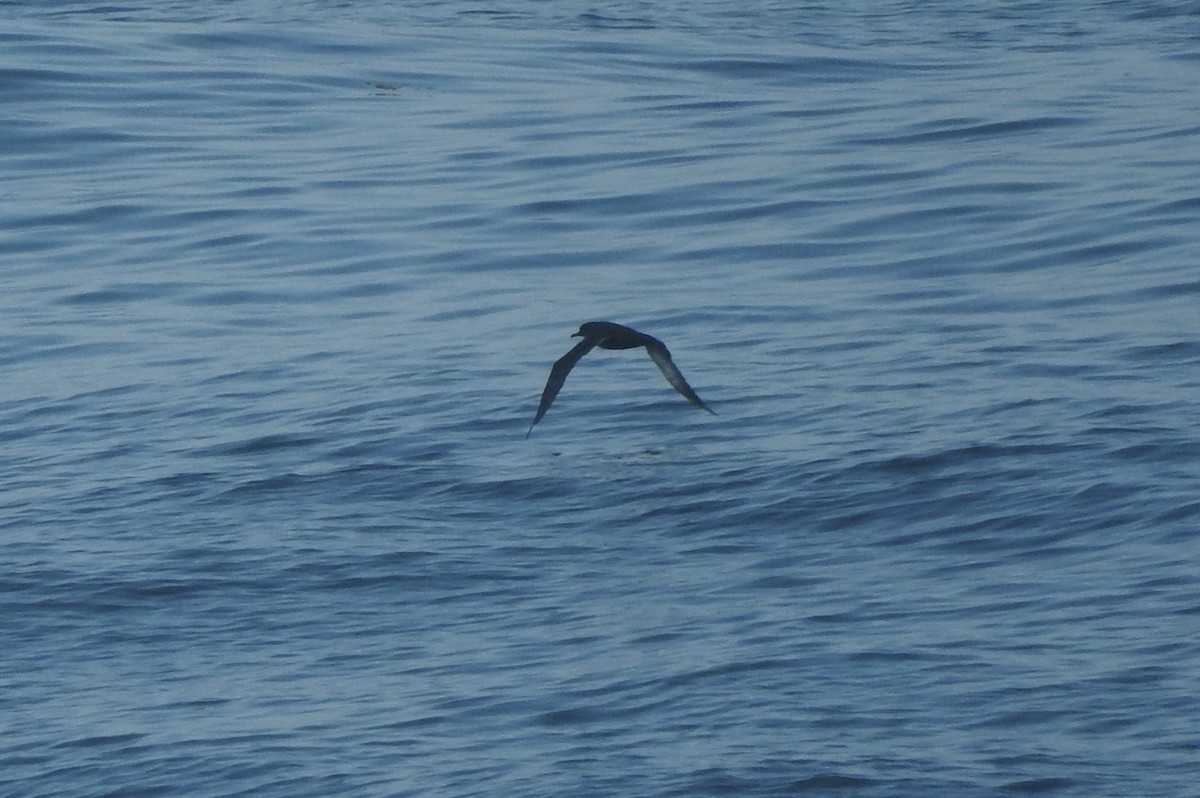 Sooty Shearwater - ML63870441