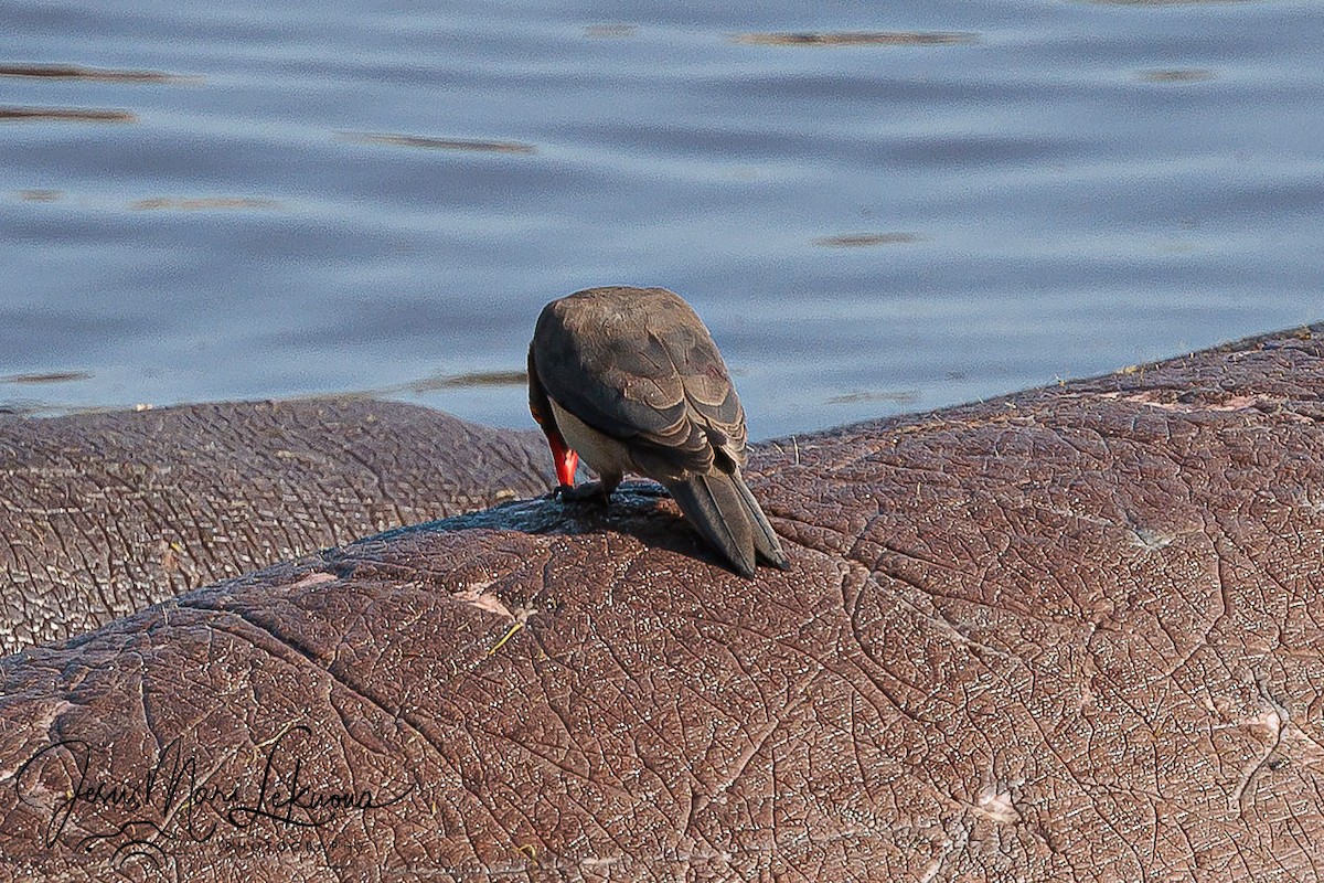 Red-billed Oxpecker - ML638704432
