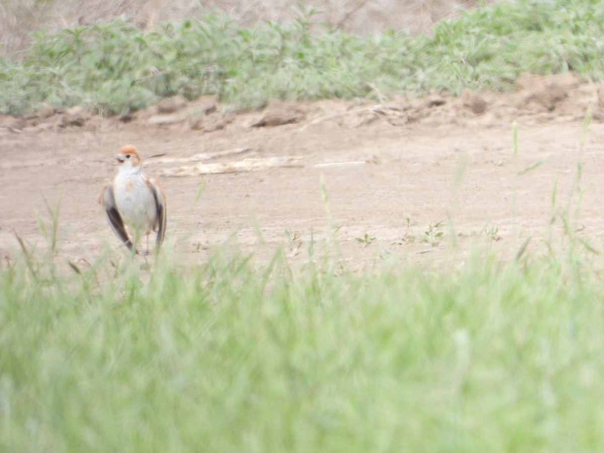 White-winged Lark - ML638704433