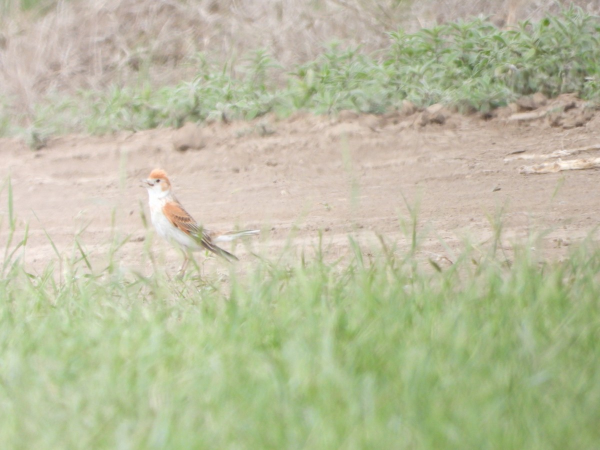 White-winged Lark - ML638704437