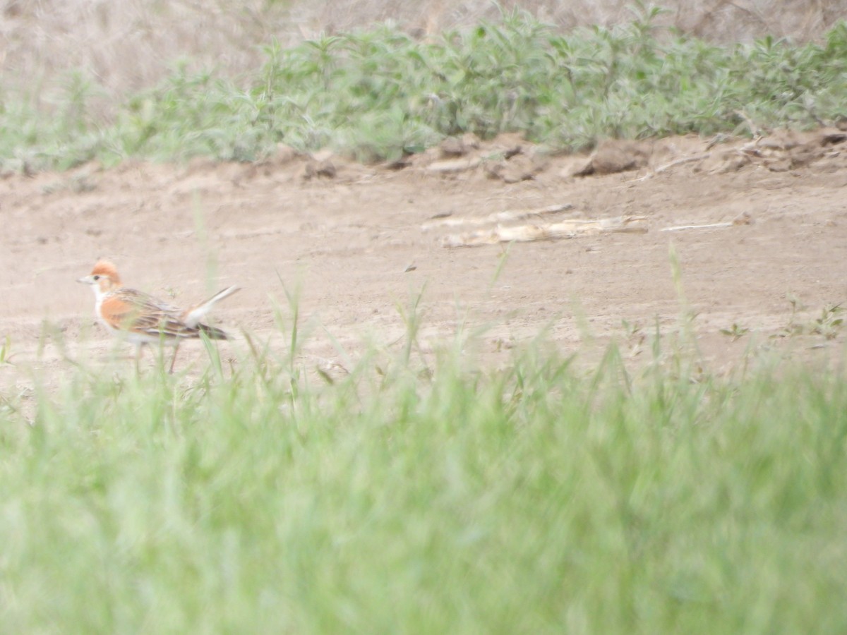 White-winged Lark - ML638704438