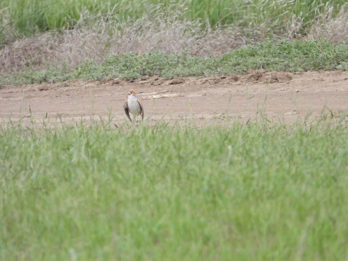 White-winged Lark - ML638704439