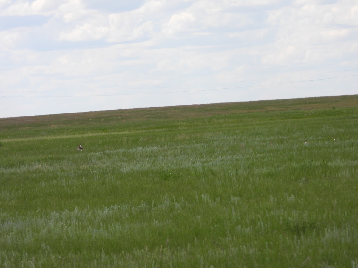 White-winged Lark - ML638704440