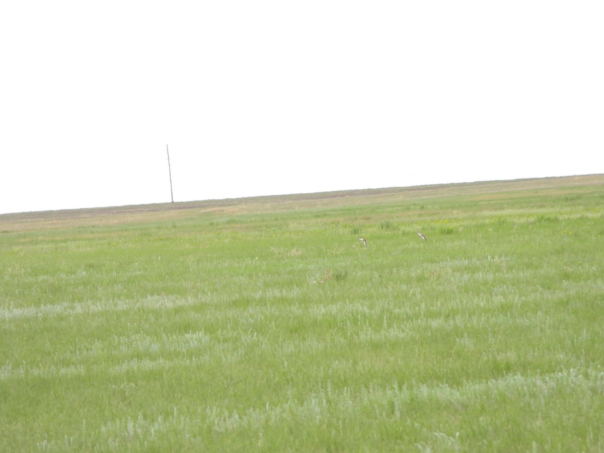 White-winged Lark - ML638704441