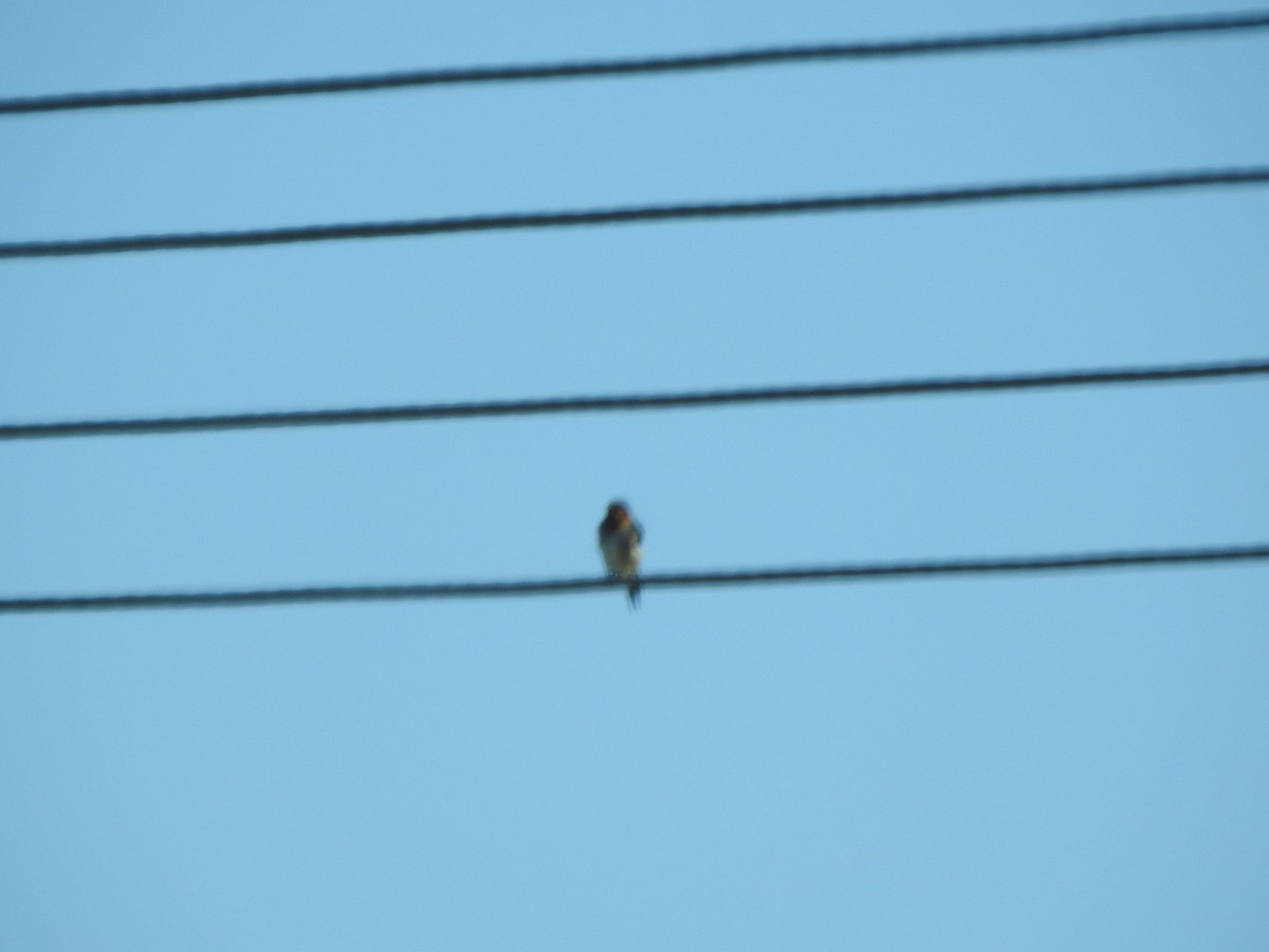 Welcome Swallow - ML638704451