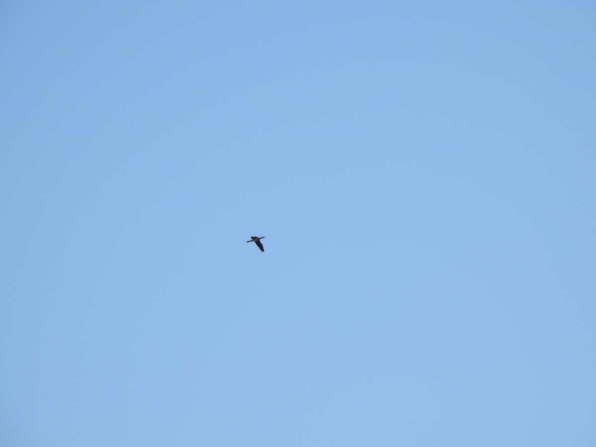 Little Pied Cormorant - ML638704456