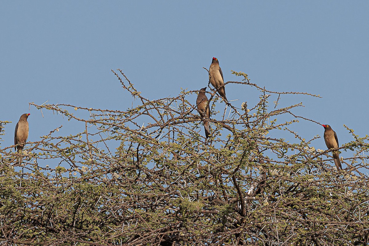 Red-billed Oxpecker - ML638704459