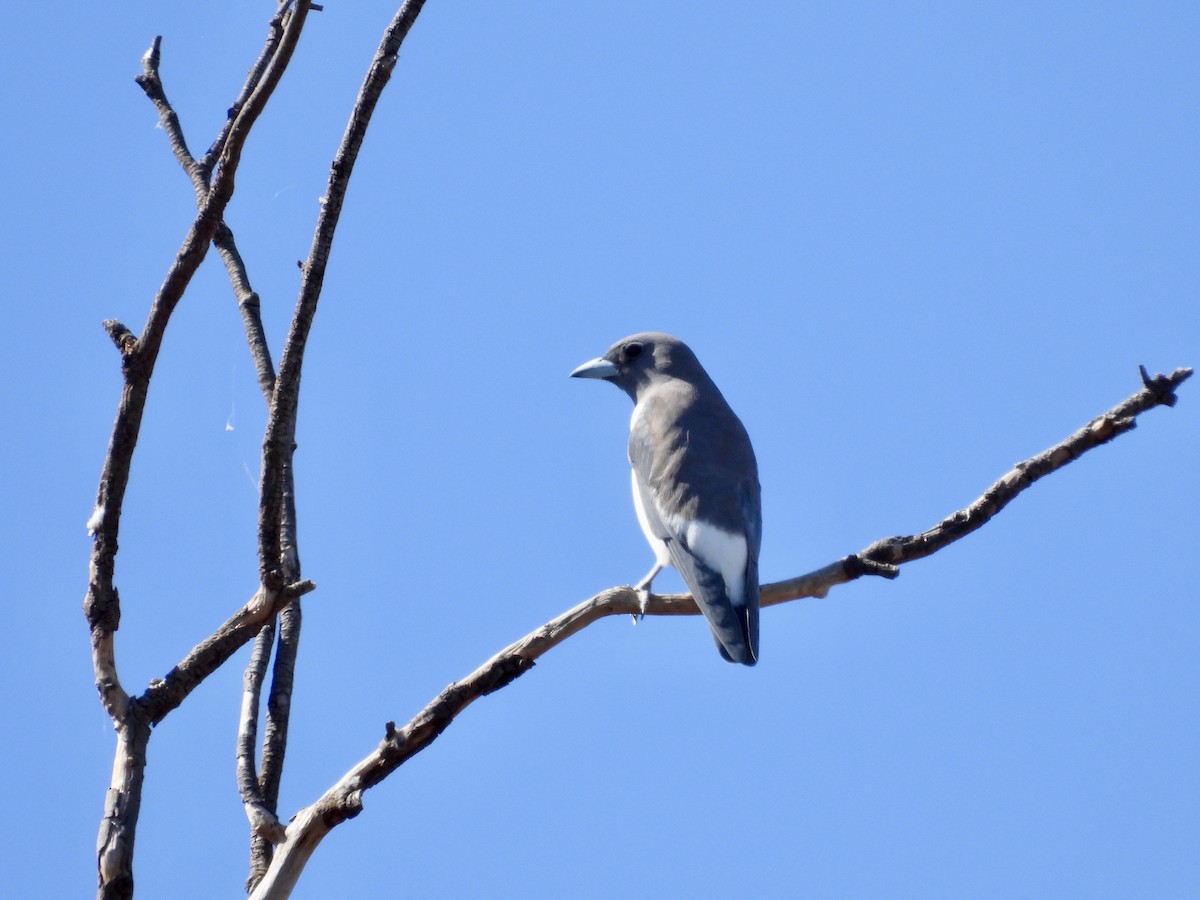 White-breasted Woodswallow - ML638704476
