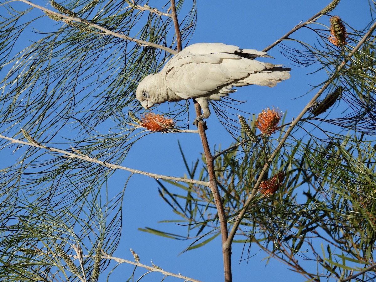 Little Corella - ML638704495