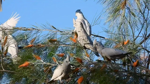 Little Corella - ML638704496