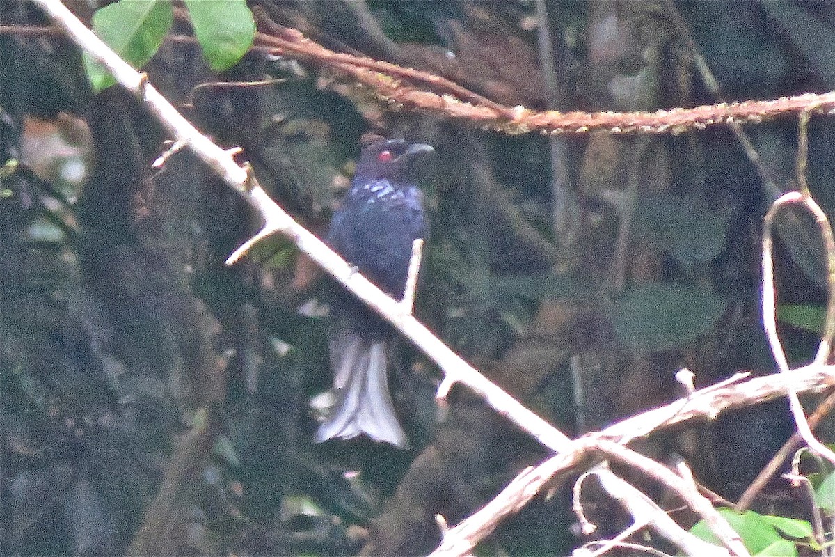 Hair-crested Drongo - ML638704517
