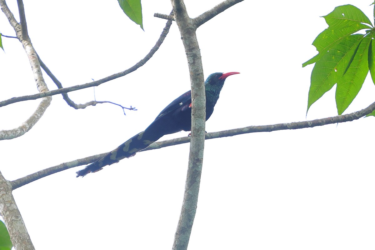 Green Woodhoopoe - ML638704523