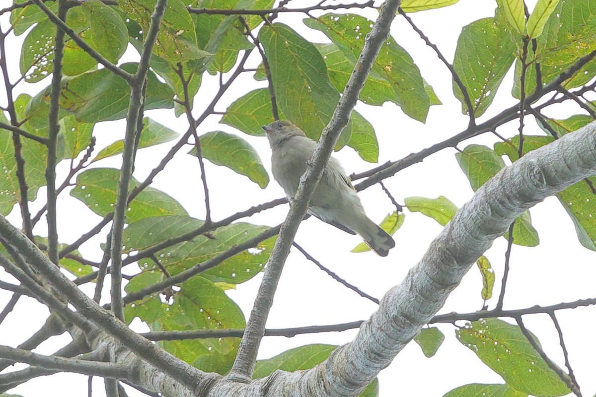 Pallid Honeyguide - ML638704542