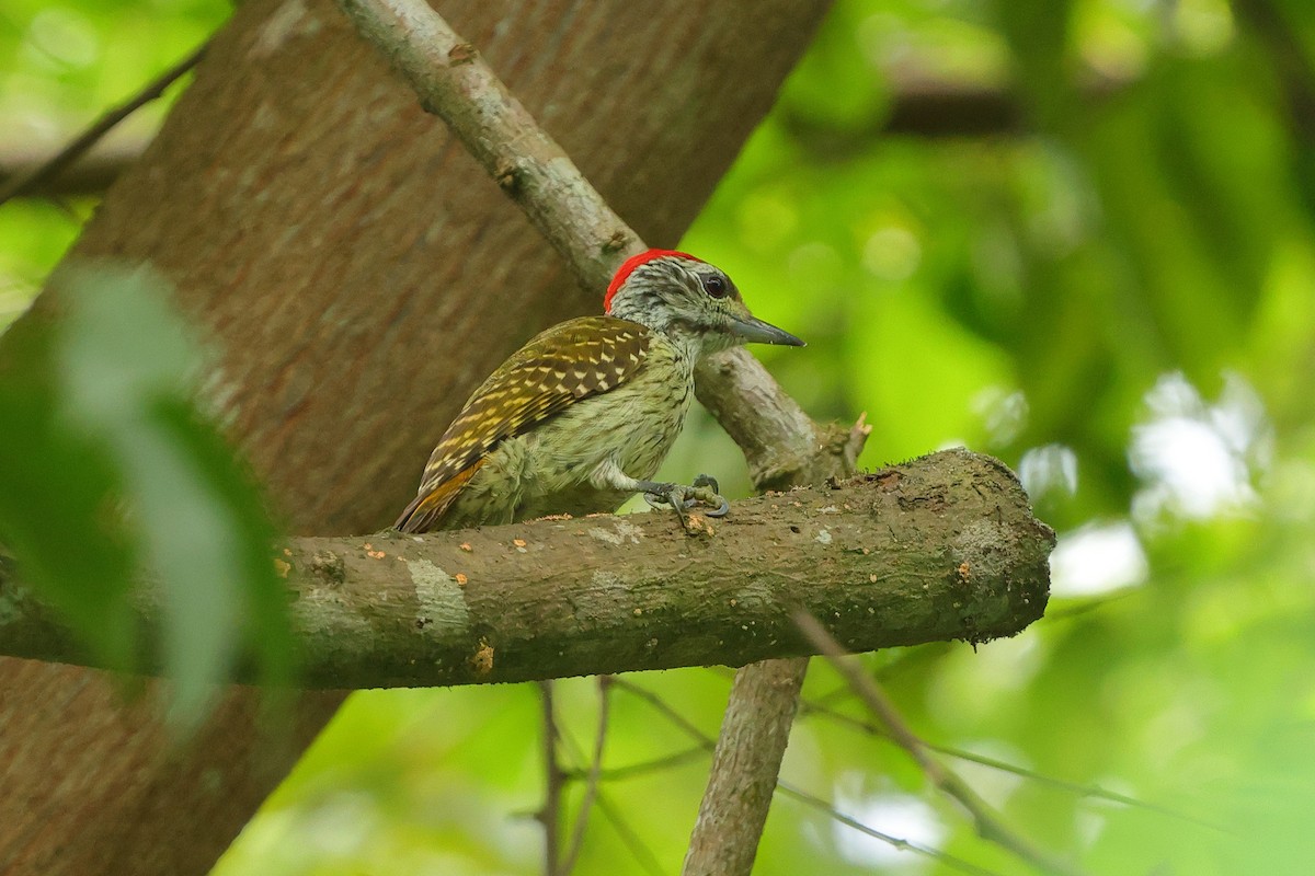Pic cardinal - ML638704548