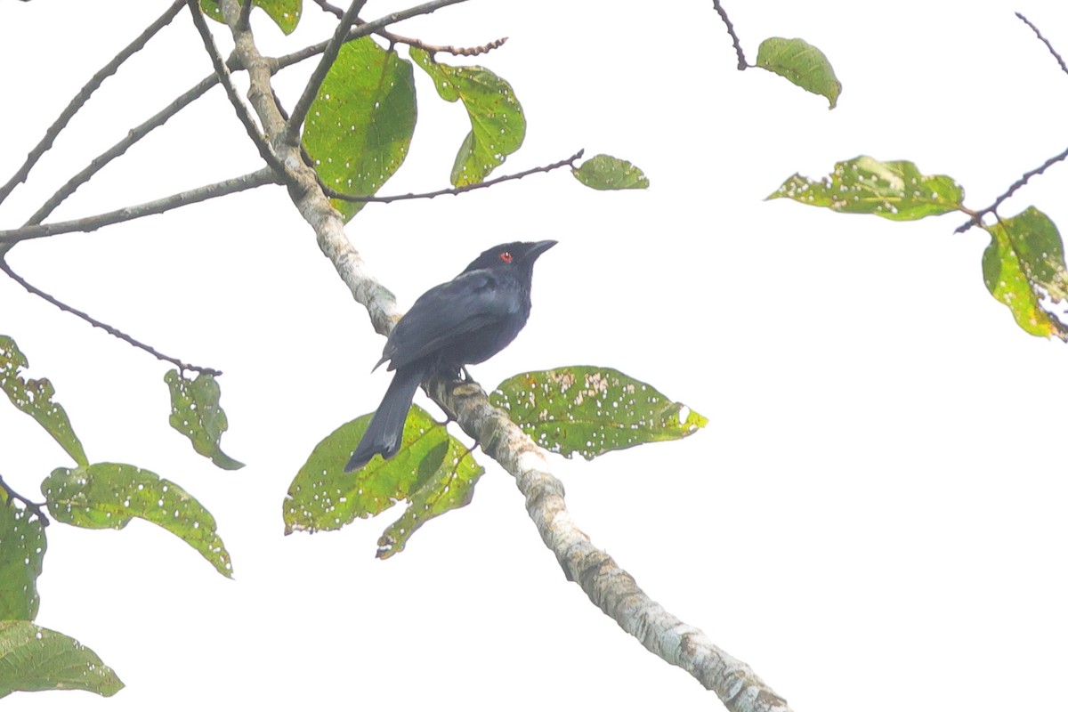 Drongo de Ludwig - ML638704558