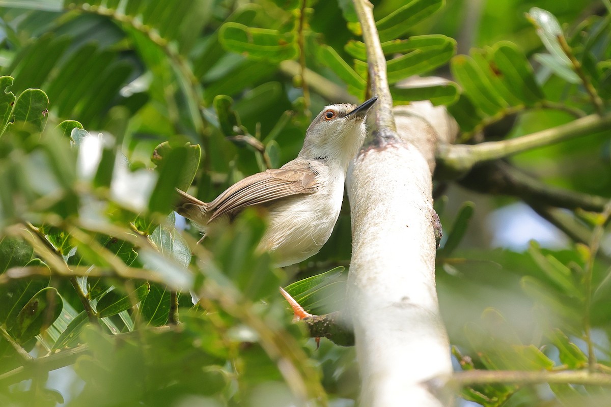 Prinia modeste - ML638704560
