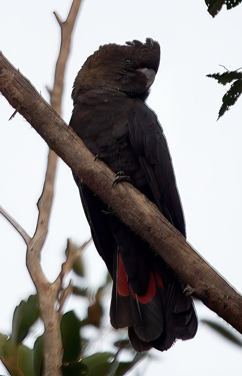 Glossy Black-Cockatoo - ML638704561