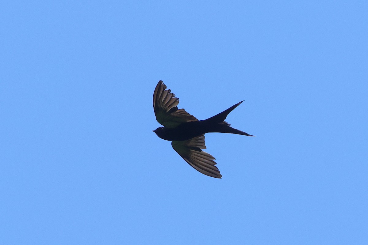 Hirondelle hérissée - ML638704562