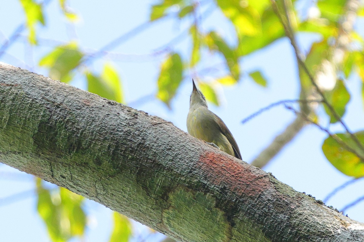 Bulbul à stries jaunes - ML638704565