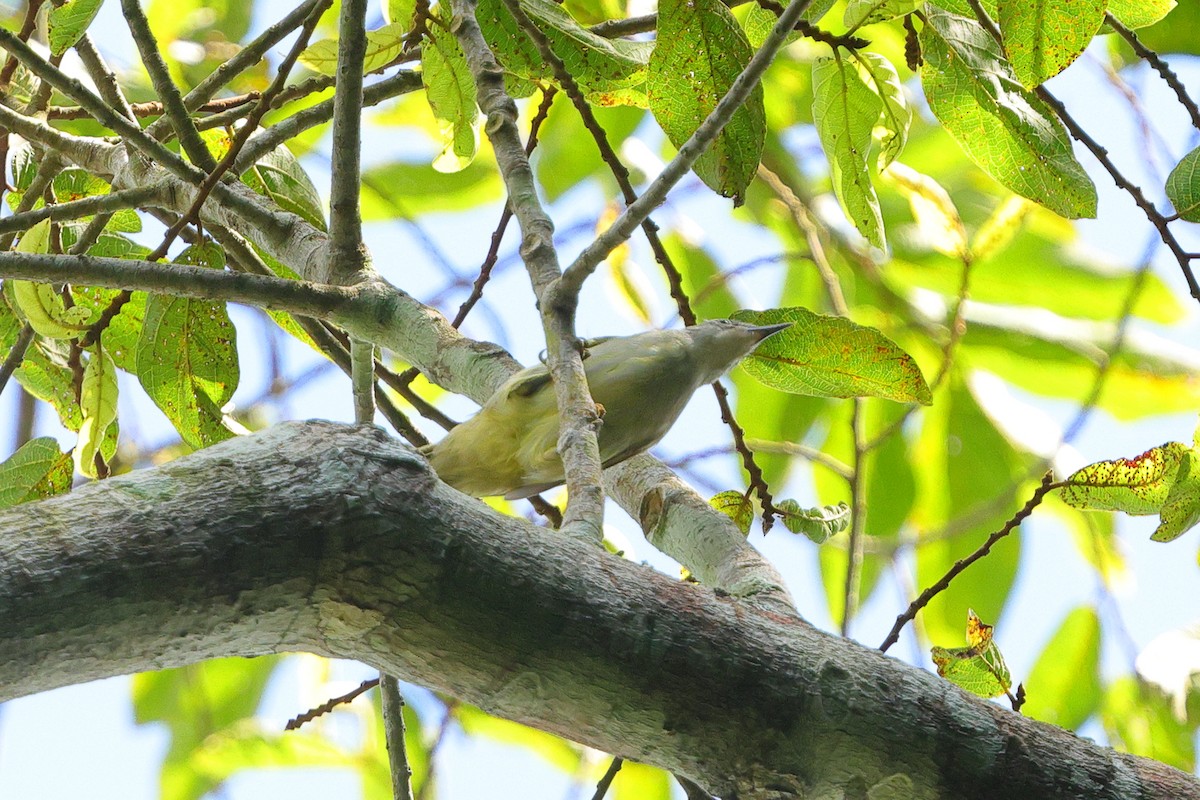 Bulbul à stries jaunes - ML638704566