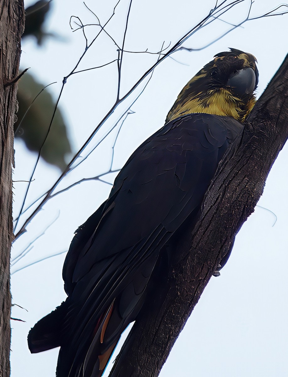 Glossy Black-Cockatoo - ML638704568