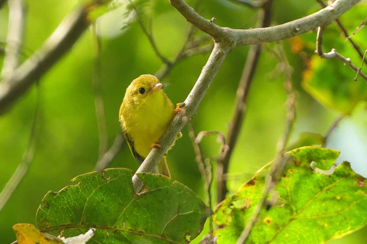 Érythrocerque jaune - ML638704570