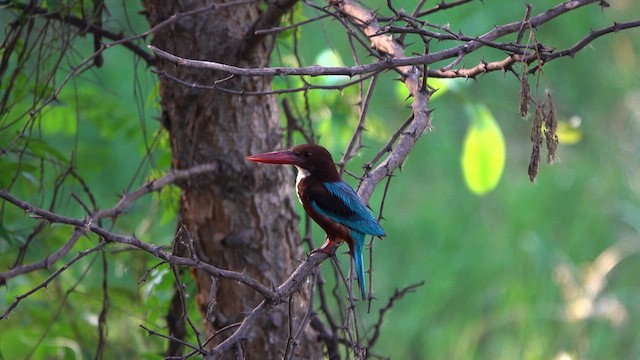 White-throated Kingfisher - ML638704605