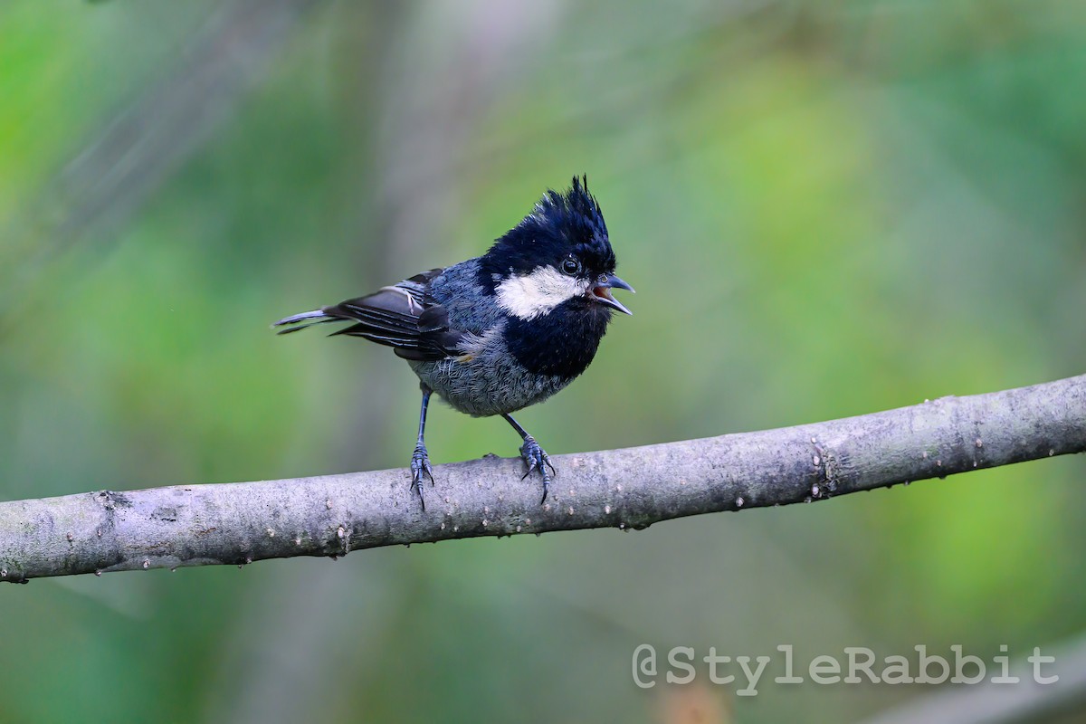 Rufous-vented Tit - ML638704606