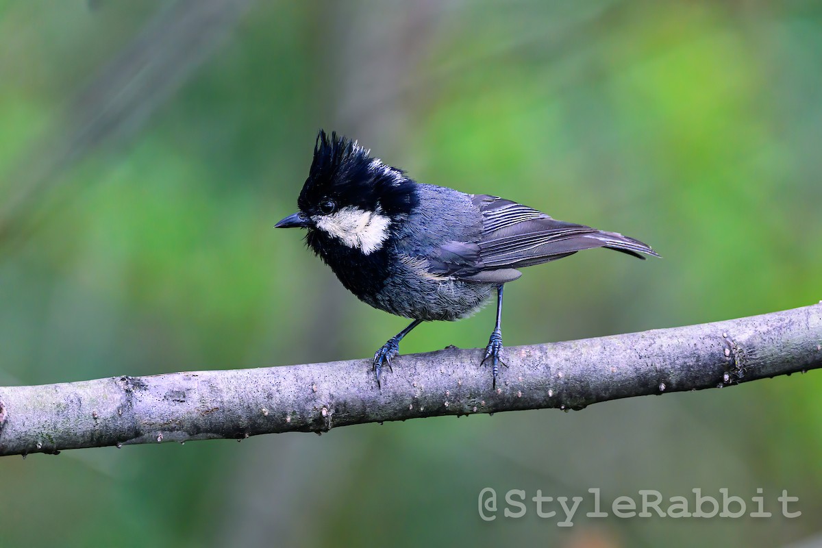 Rufous-vented Tit - ML638704607