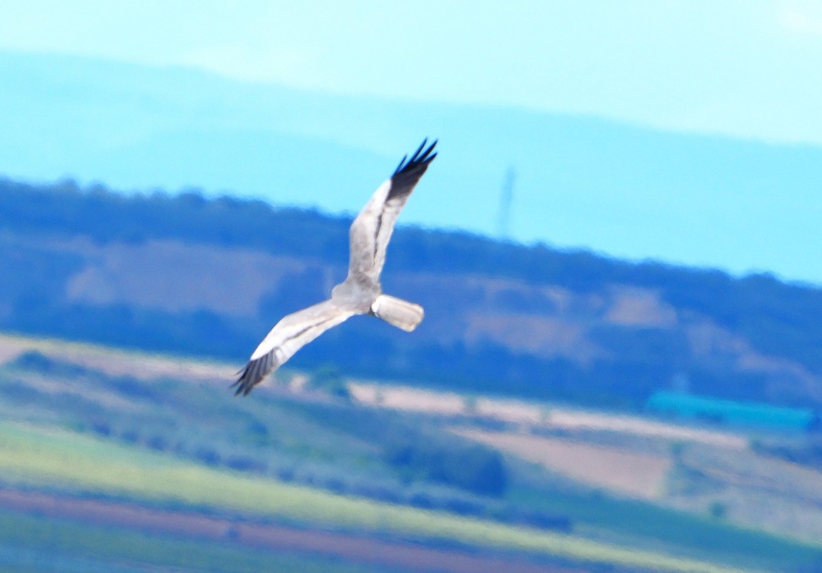 Montagu's Harrier - ML638704641