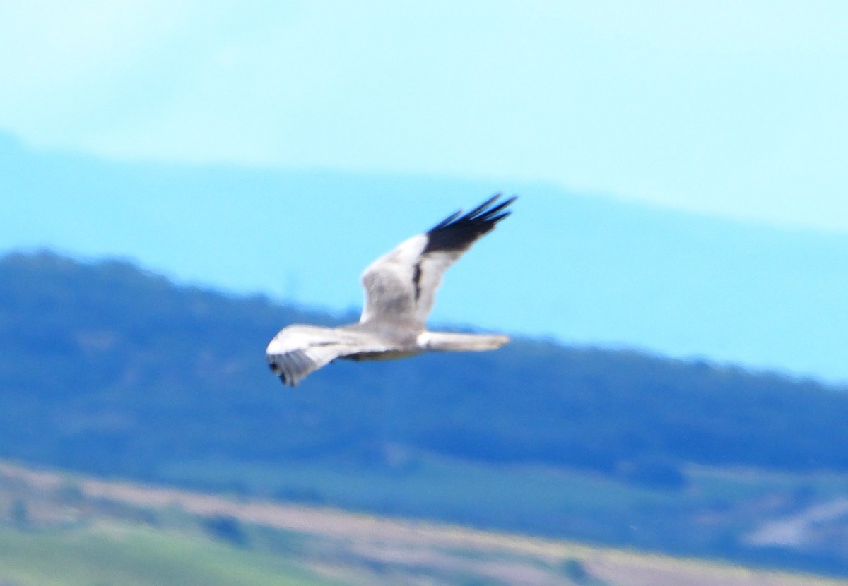 Montagu's Harrier - ML638704642