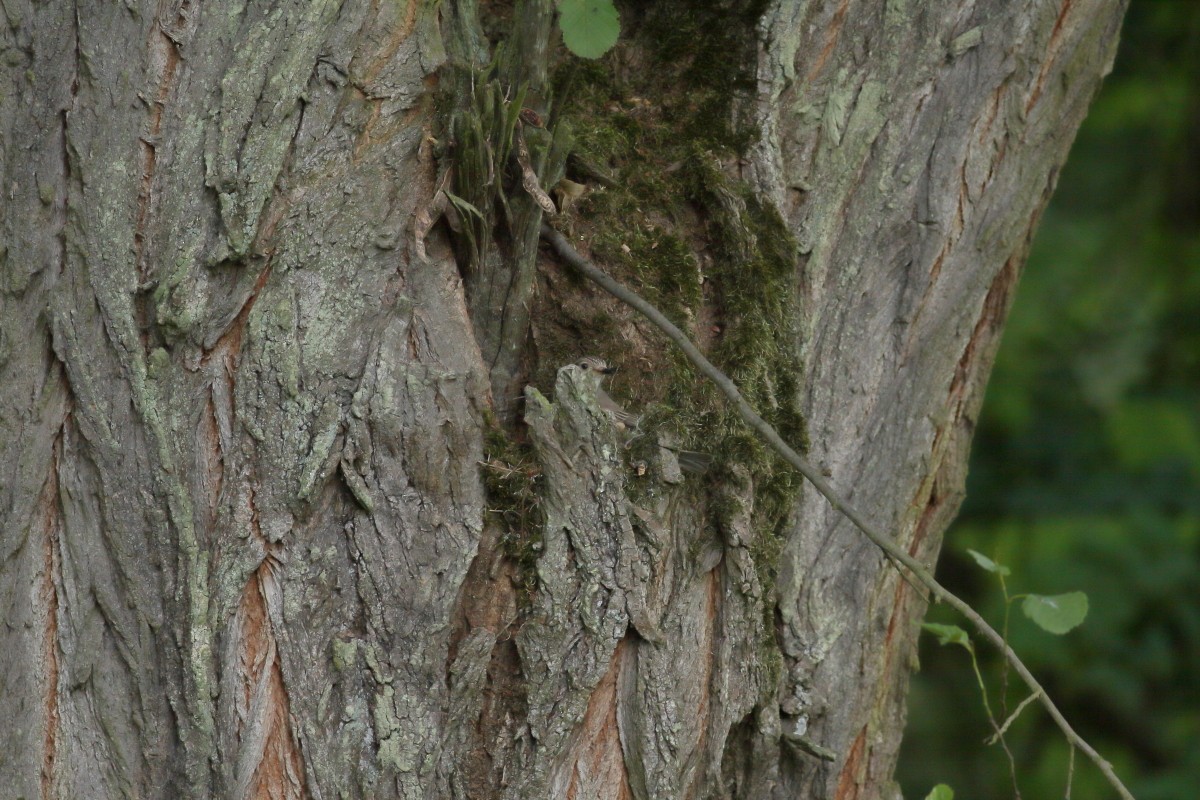 Spotted Flycatcher - ML638704689
