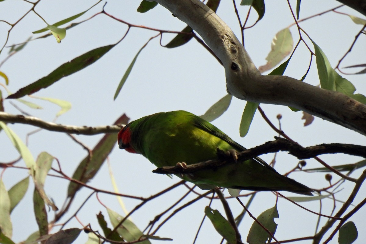 Little Lorikeet - ML638704690