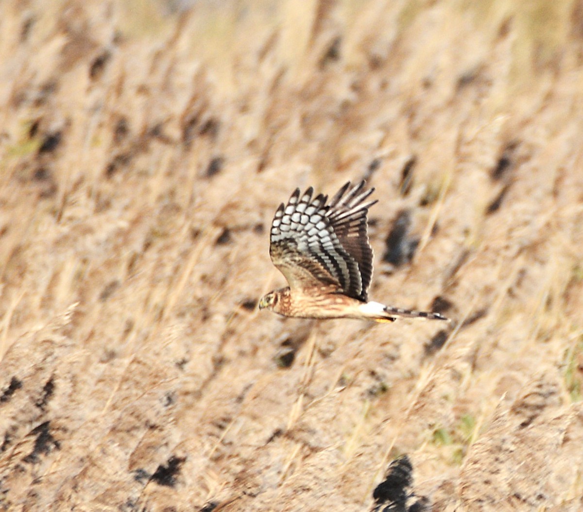 Hen Harrier - ML638704701